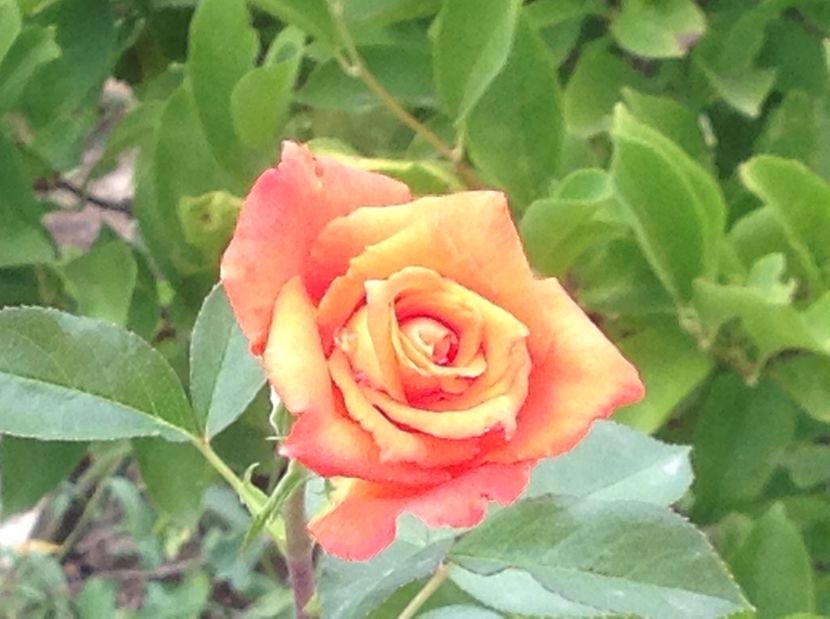  - Gradina de flori 2017