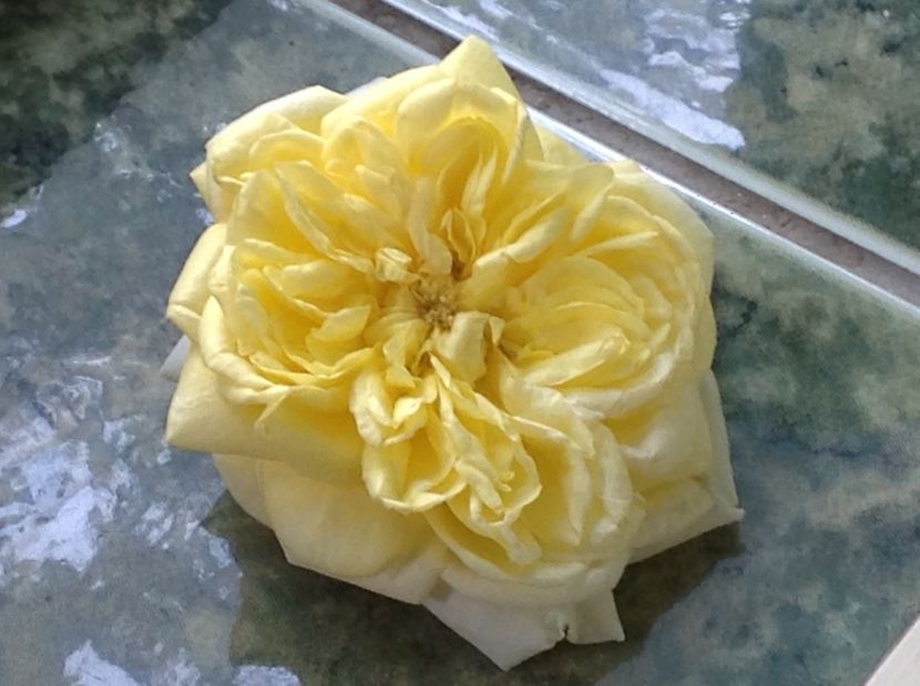  - Gradina de flori 2017