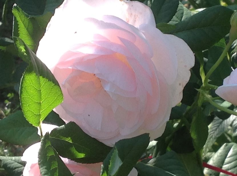  - Gradina de flori 2017