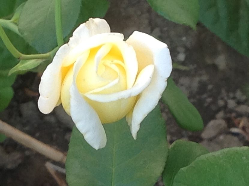  - Gradina de flori 2017