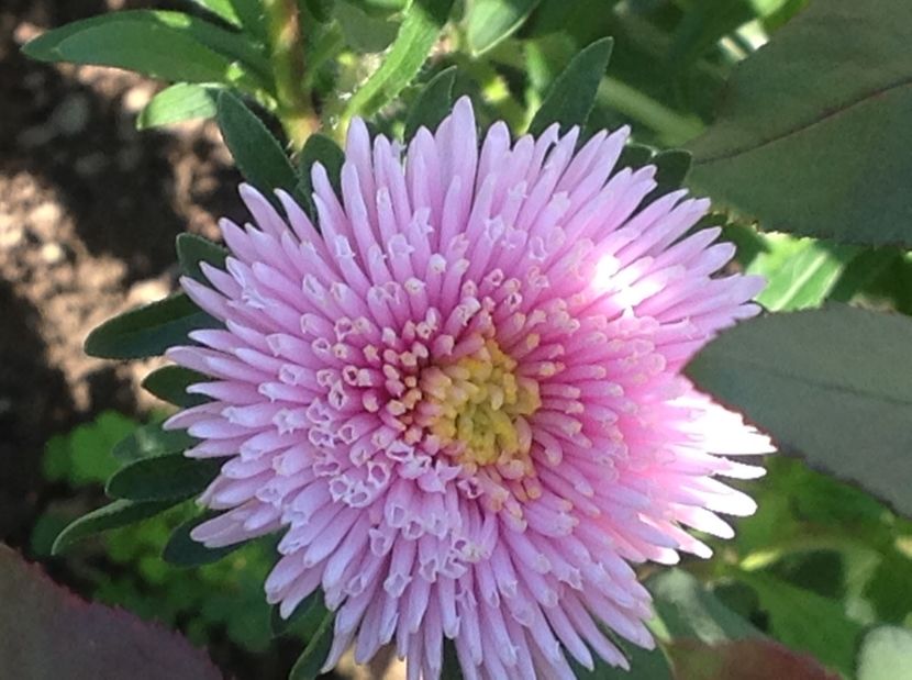  - Gradina de flori 2017