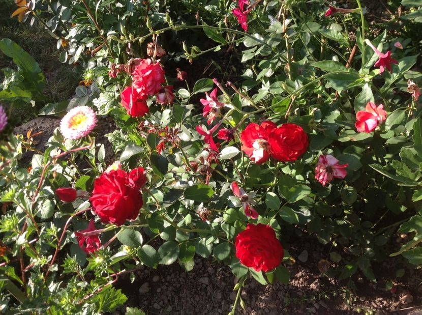  - Gradina de flori 2017