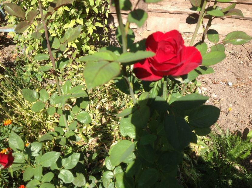  - Gradina de flori 2017