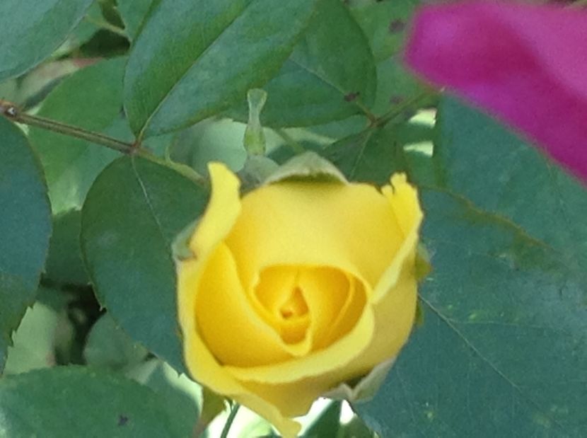  - Gradina de flori 2017