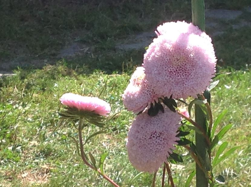  - Gradina de flori 2017