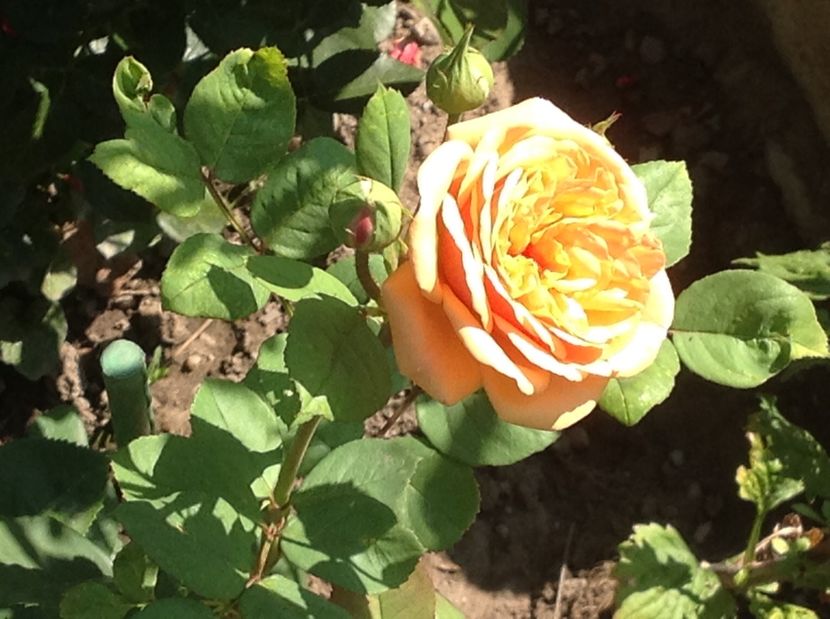  - Gradina de flori 2017