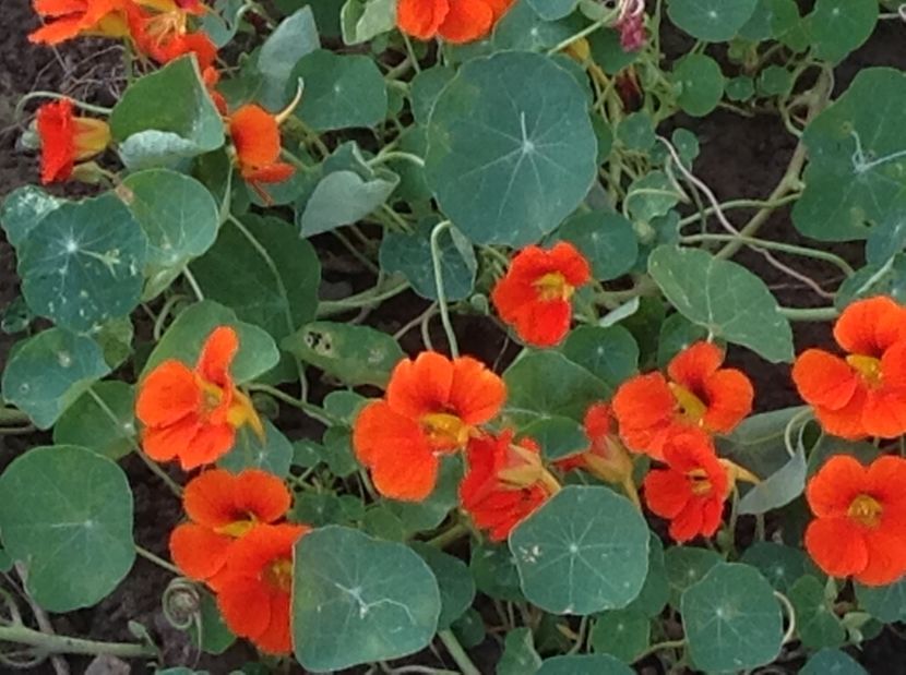  - Gradina de flori 2017
