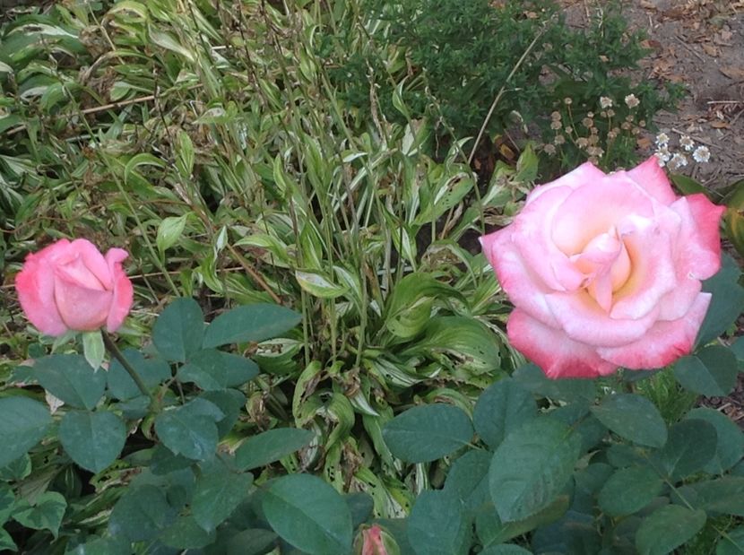  - Gradina de flori 2017