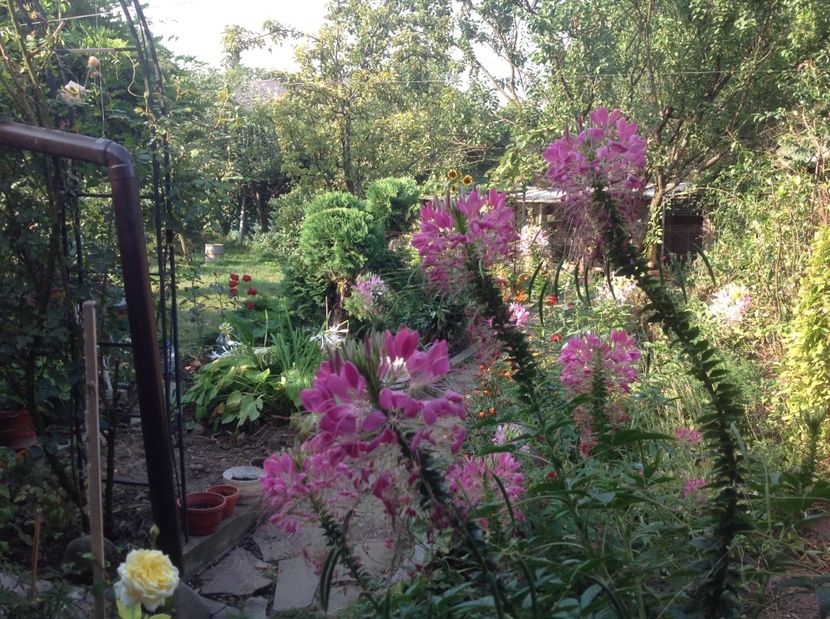  - Gradina de flori 2017