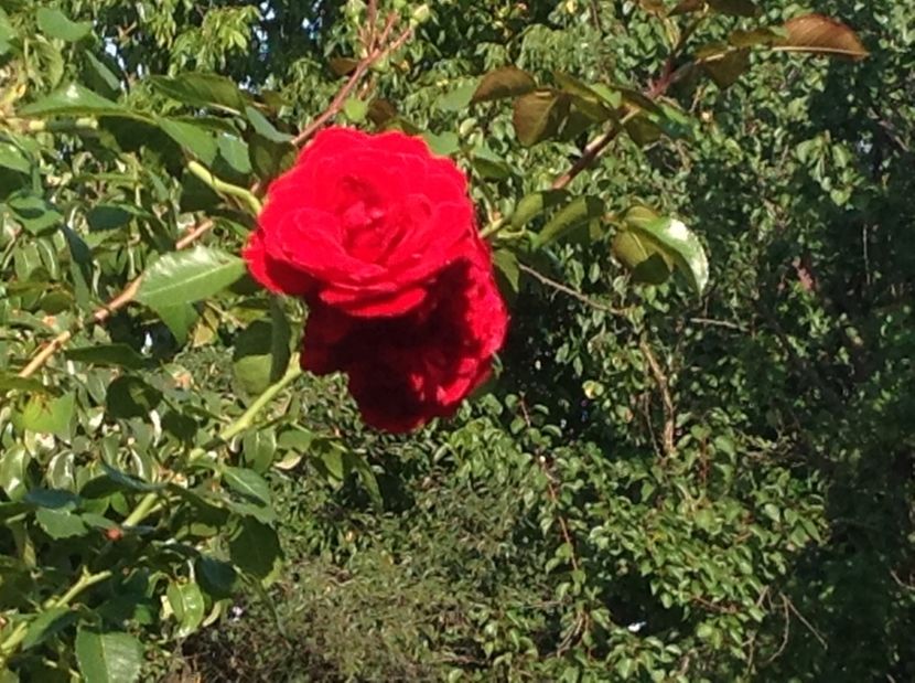  - Gradina de flori 2017