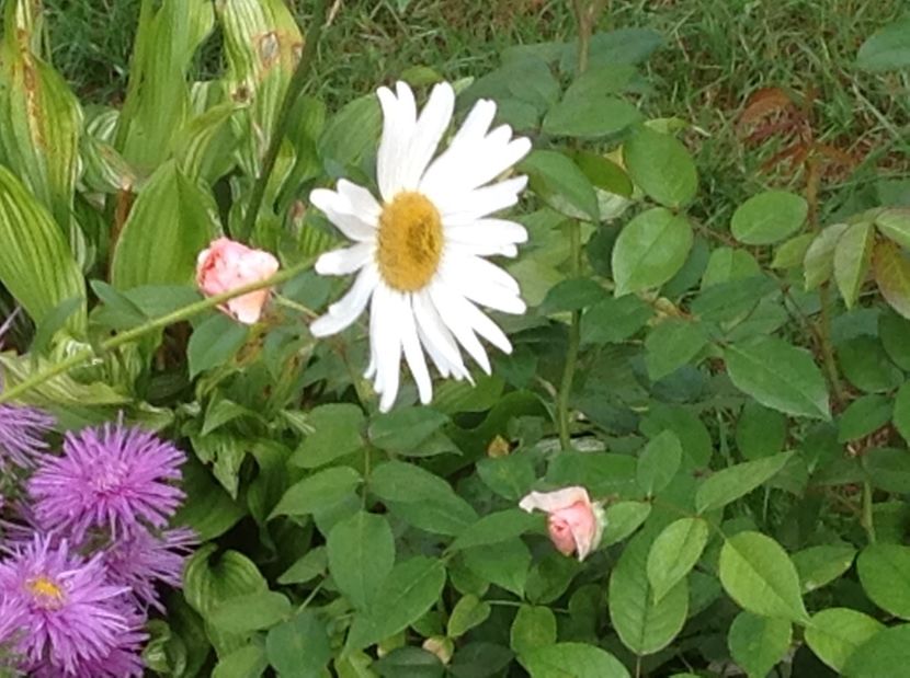  - Gradina de flori 2017