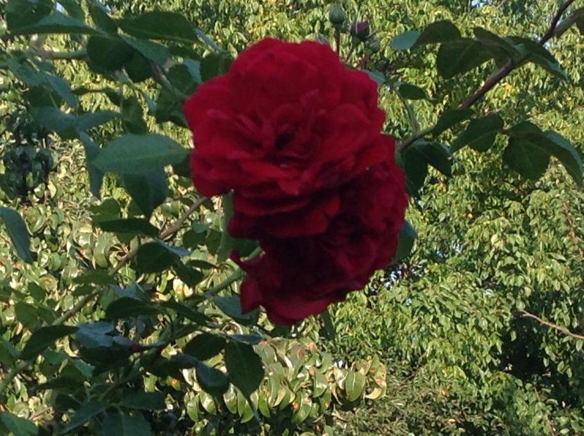  - Gradina de flori 2017