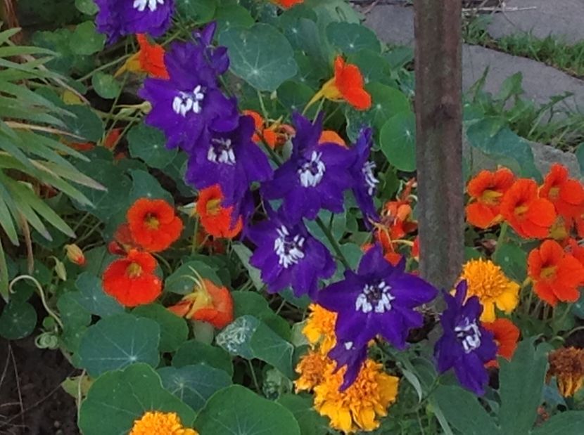  - Gradina de flori 2017