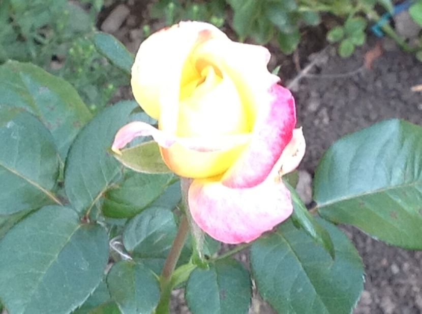  - Gradina de flori 2017
