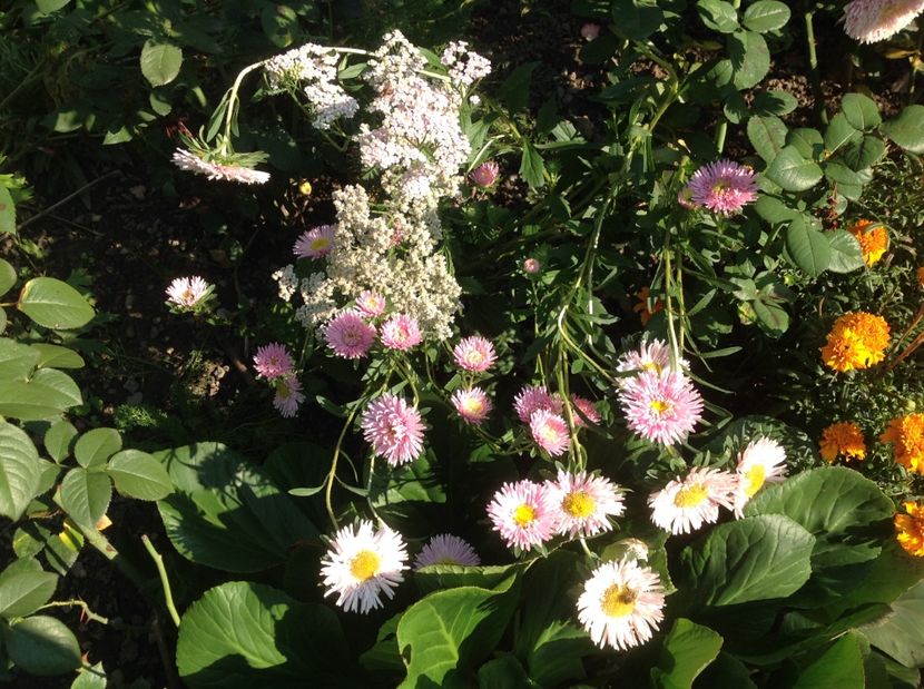  - Gradina de flori 2017