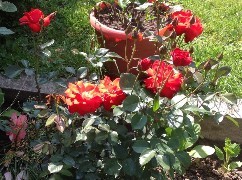  - Gradina de flori 2017