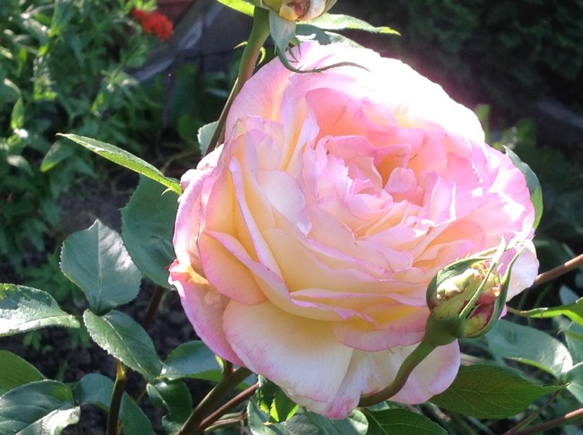  - Gradina de flori 2017