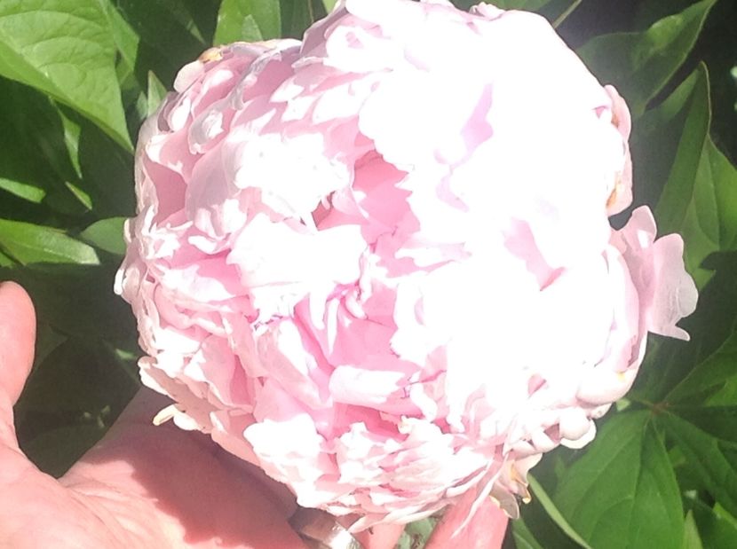  - Gradina de flori 2017