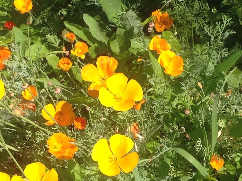  - Gradina de flori 2017