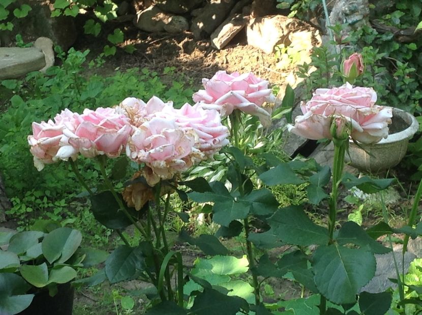  - Gradina de flori 2017