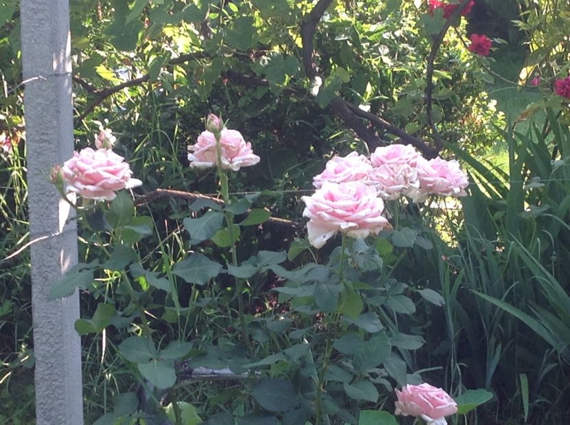  - Gradina de flori 2017