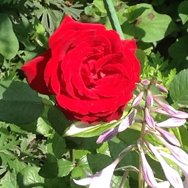  - Gradina de flori 2017