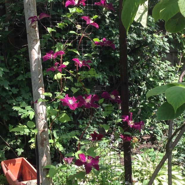  - Gradina de flori 2017