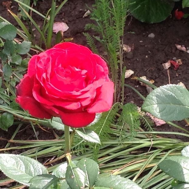  - Gradina de flori 2017