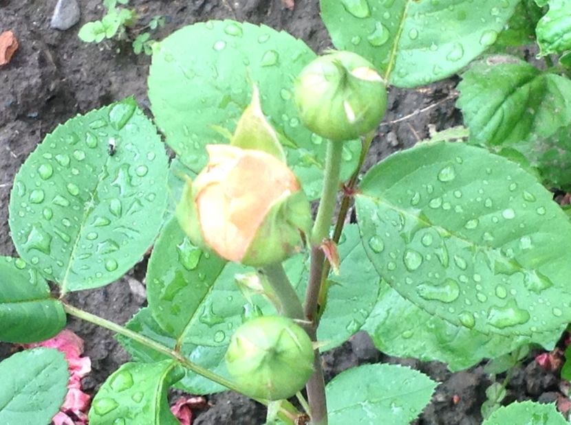  - Gradina de flori 2017