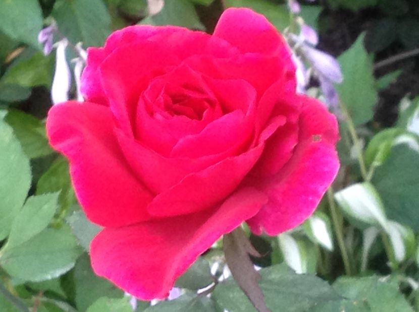  - Gradina de flori 2017