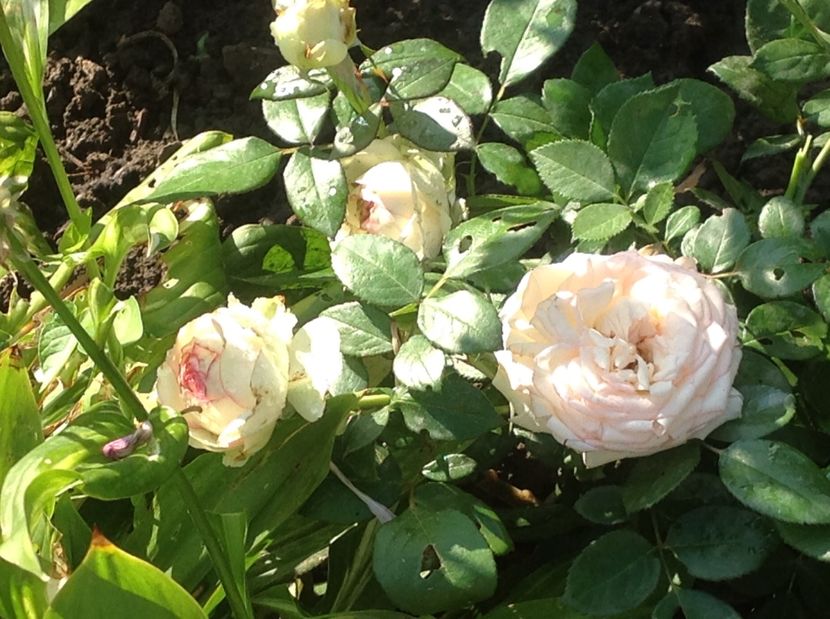  - Gradina de flori 2017
