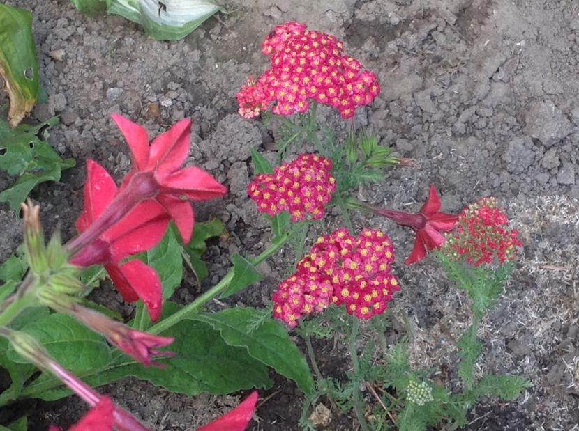 - Gradina de flori 2017