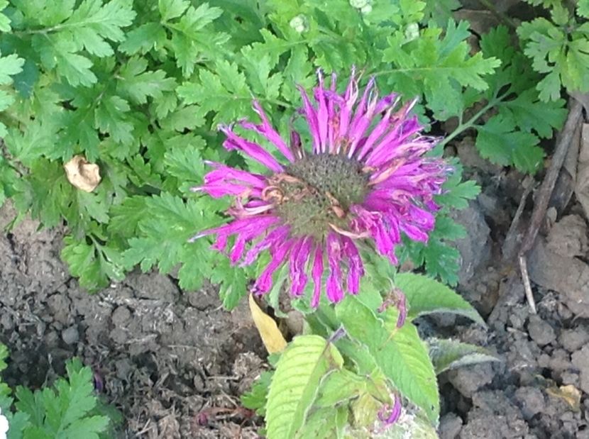  - Gradina de flori 2017