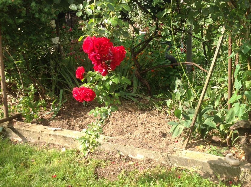  - Gradina de flori 2017