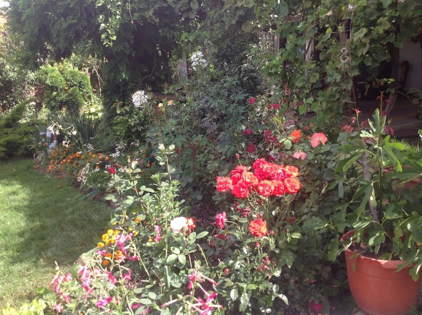  - Gradina de flori 2017