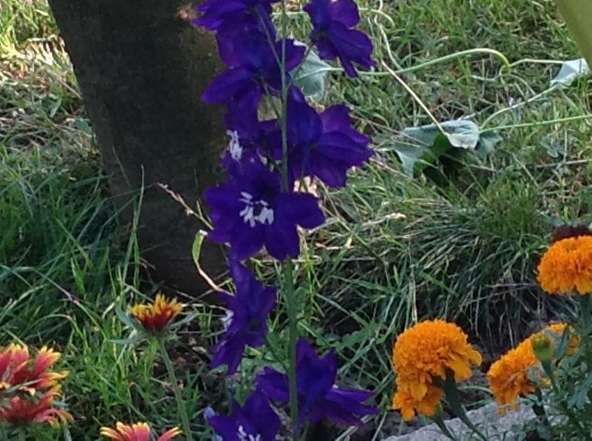  - Delphinium un nou inceput