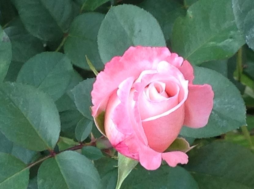  - Trandafiri 2017 in gradi