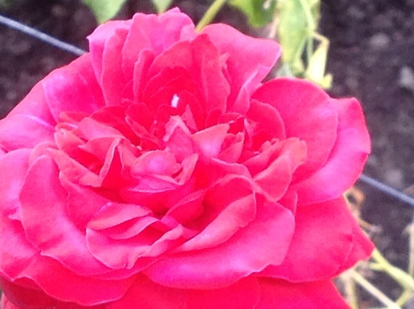  - Trandafiri 2017 in gradi