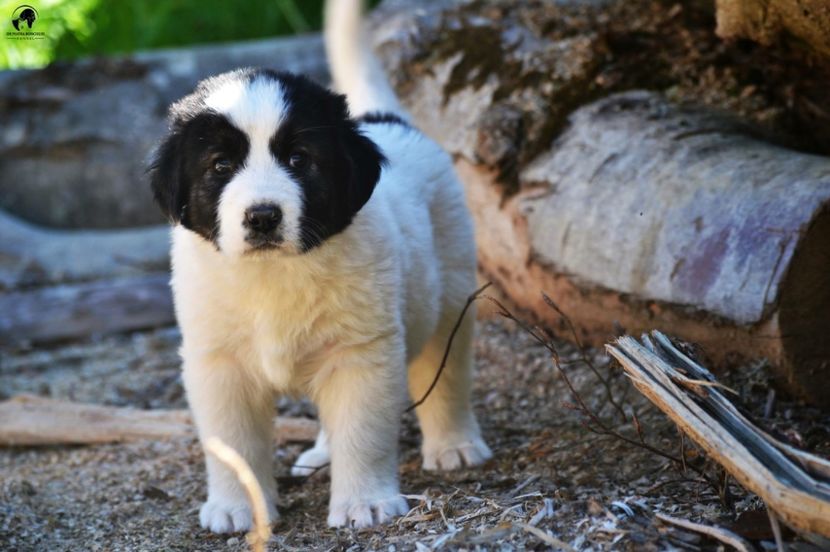 Aluna de Piatra Runcului - Puppies Litter A