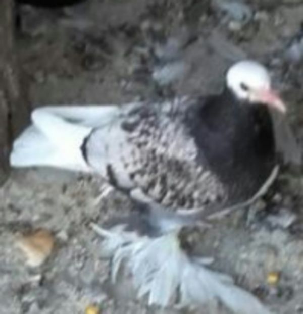 IMG-20170910-WA0105-1 - Pui de 2017