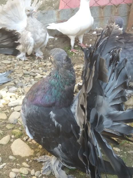 MG.LOFT - 3 VOLTATI INDIENI