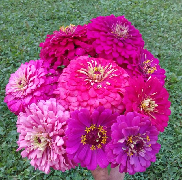  - AAAA__CARCIUMARESE 2015_2017_2018_2019