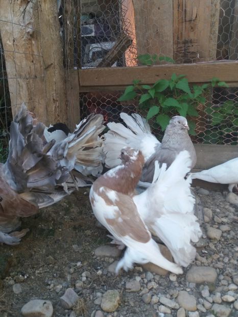 MG.LOFT - 3 VOLTATI INDIENI