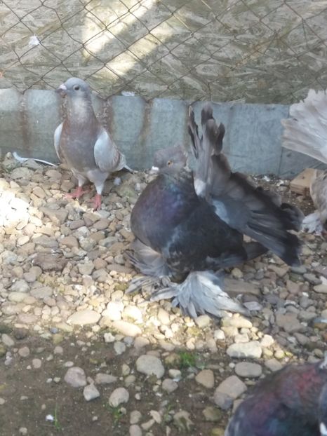 MG.LOFT - 3 VOLTATI INDIENI