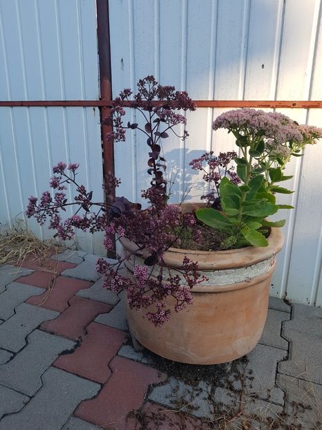 Sedum telephium si sedum Amber red - Septembrie 2017