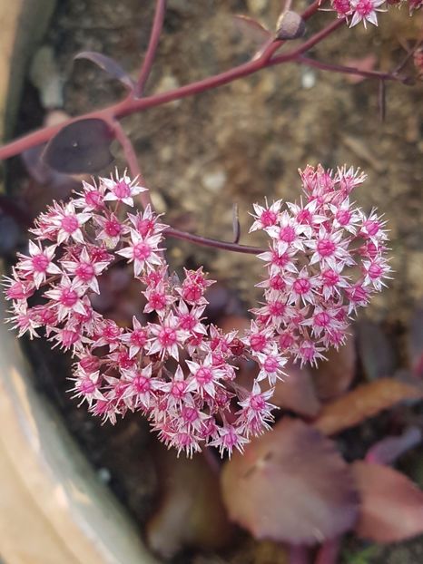 Sedum telephium - Septembrie 2017