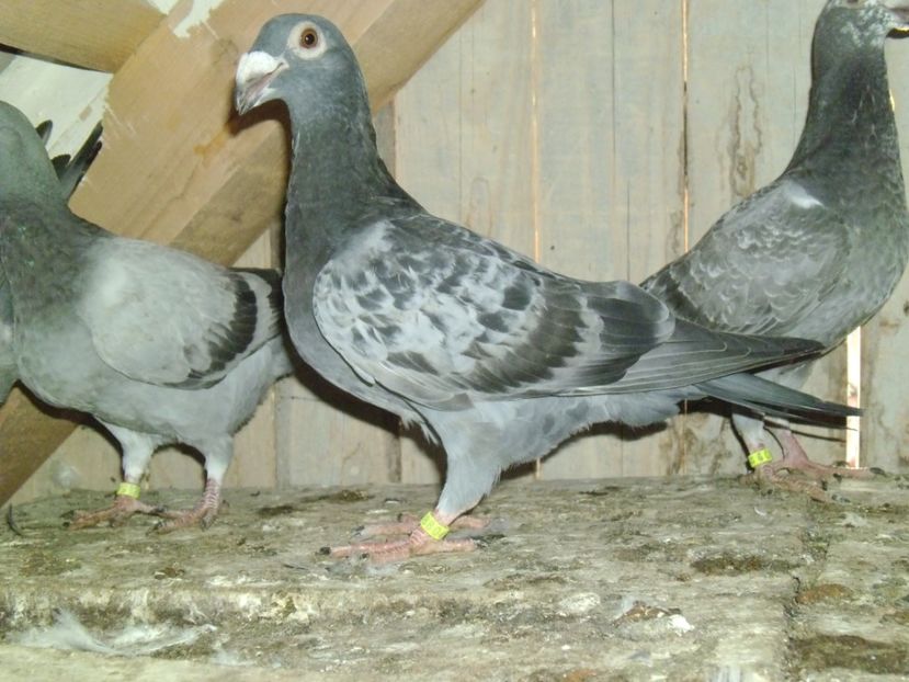 P1000780 - voiajor 2017