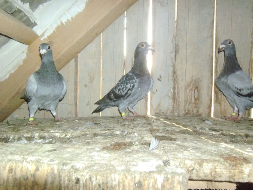 P1000731 - voiajor 2017