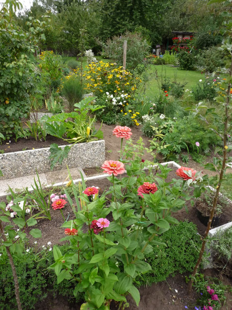  - ZINNIA - Carciumareasa