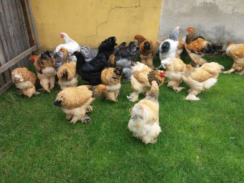 10.09.2017 063 - tineret 2017